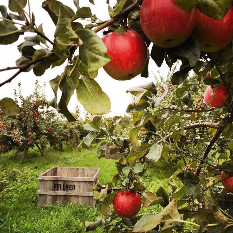 Top Places To Pick Your Own Apples in Door County